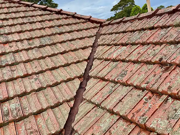 lichen and mould removal